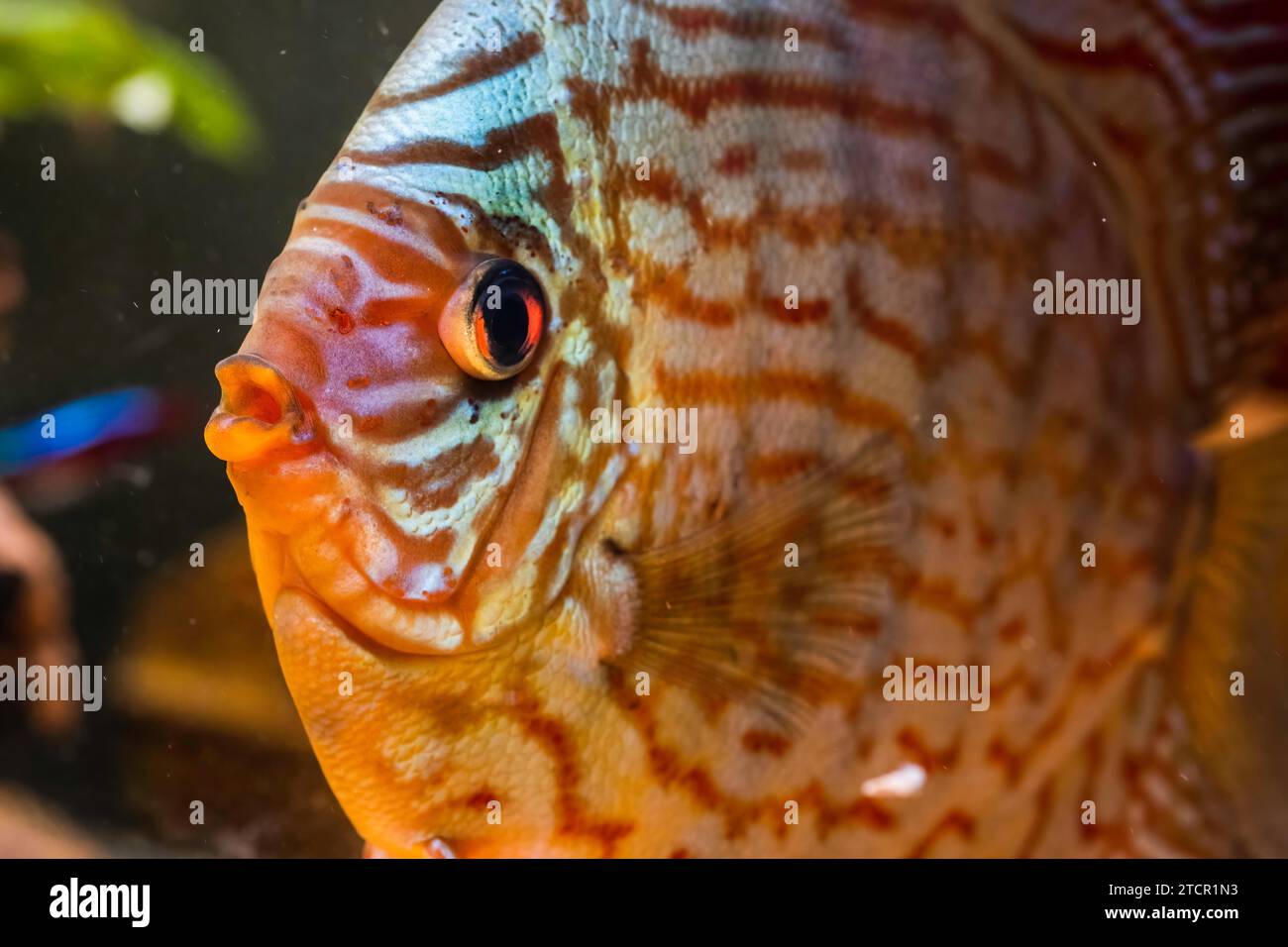 Pesci delle spieci discus (Symphysodon) in acquario. Concetto di acquari d'acqua dolce Foto Stock