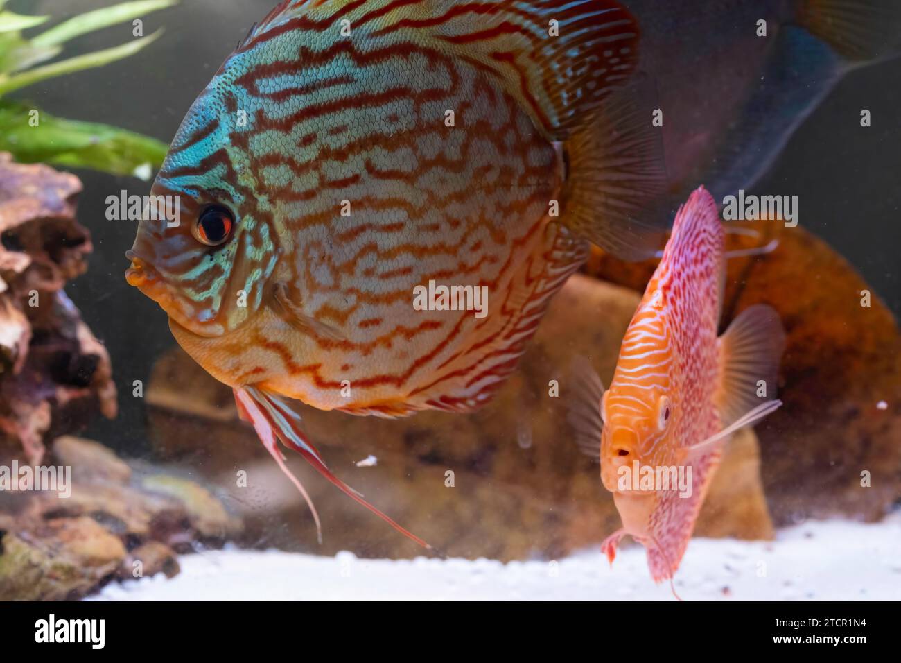 Pesci delle spieci discus (Symphysodon) in acquario. Concetto di acquari d'acqua dolce Foto Stock