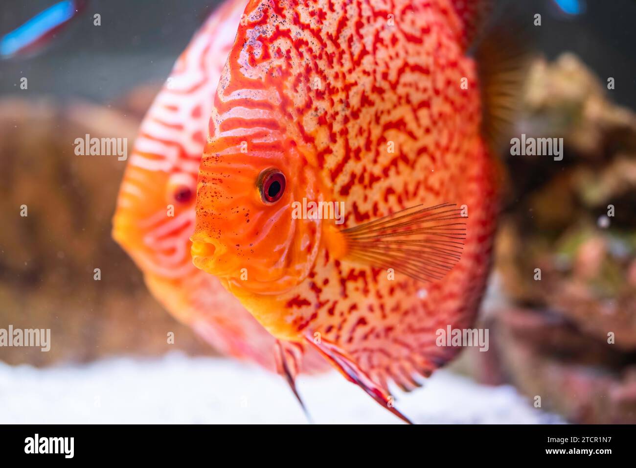 Pesci delle spieci discus (Symphysodon) in acquario. Concetto di acquari d'acqua dolce Foto Stock