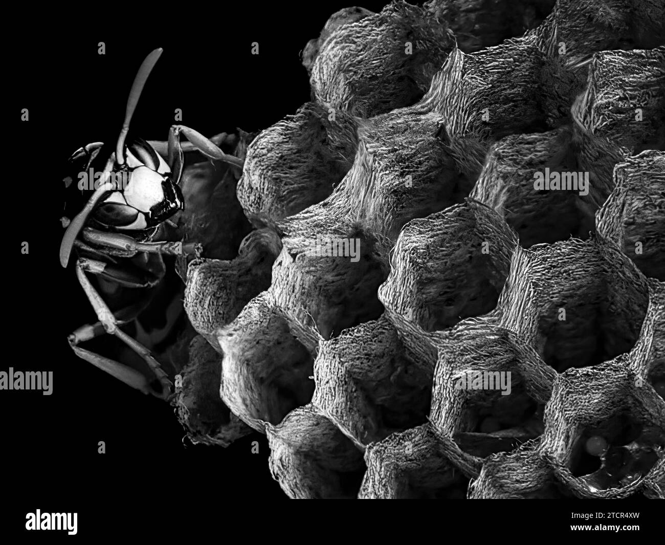 Una vespa al suo nido in un primo piano dettagliato, catturato in uno stile di immagine monocromatica Foto Stock