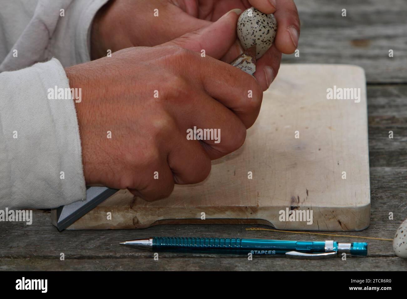 Plover con anello (Charadrius hiaticula), esame di un uovo alla fine del periodo di incubazione, preparazione di un vetrino, uovo non fecondato, inferiore Foto Stock