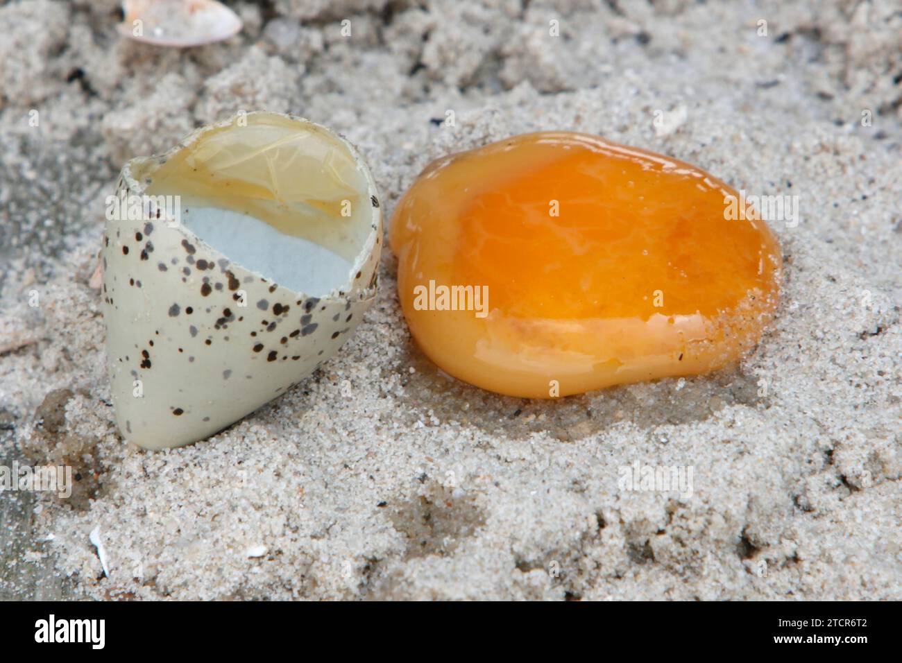 Plover con anello (Charadrius hiaticula), esame di un uovo alla fine del periodo di incubazione, preparazione di un vetrino, uovo non fecondato, inferiore Foto Stock