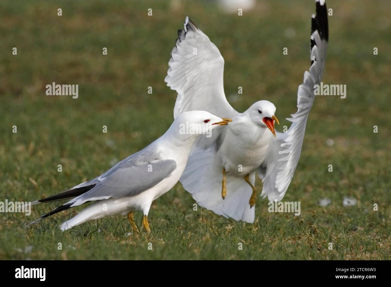 Gabbiano comune (Larus canus), lotta territoriale nella colonia, bassa Sassonia Parco Nazionale del Mare di Wadden, Isole Frisone Orientali, bassa Sassonia, Germania Foto Stock