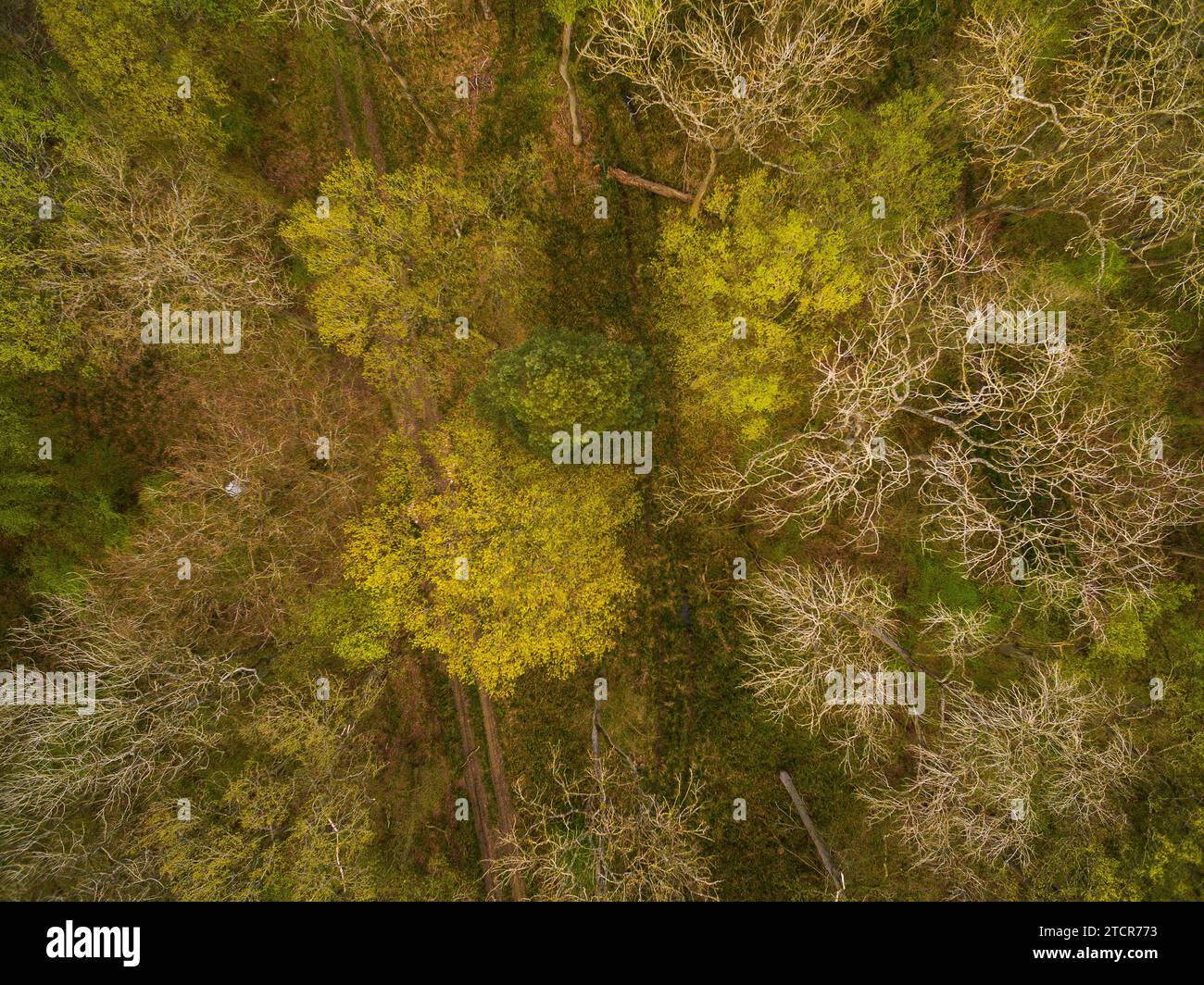 Vista aerea della foresta accanto a un campo arato nella campagna del North Bedfordshire, Inghilterra, Regno Unito - foto: Geopix Foto Stock