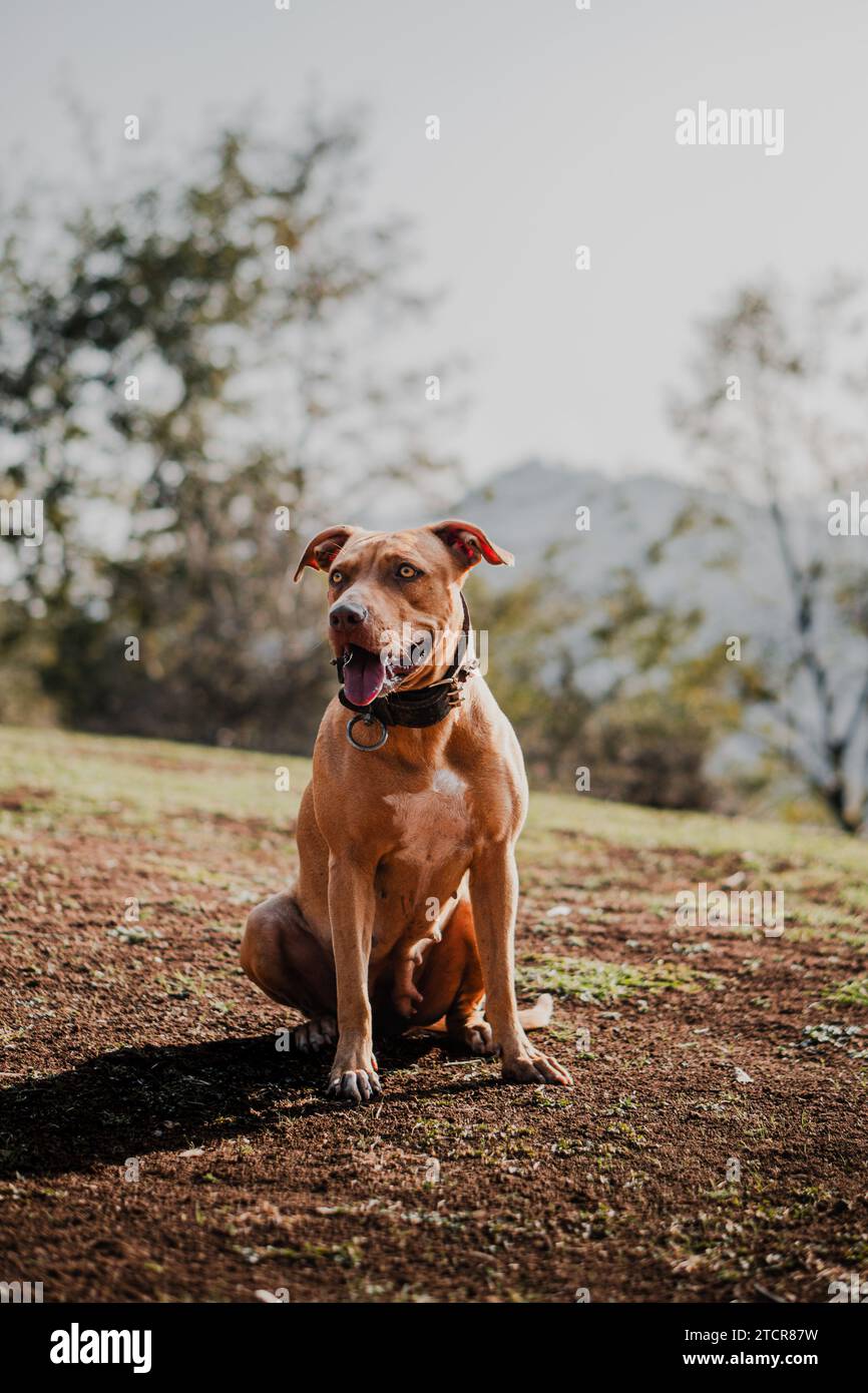 razza di cane pitbull Foto Stock