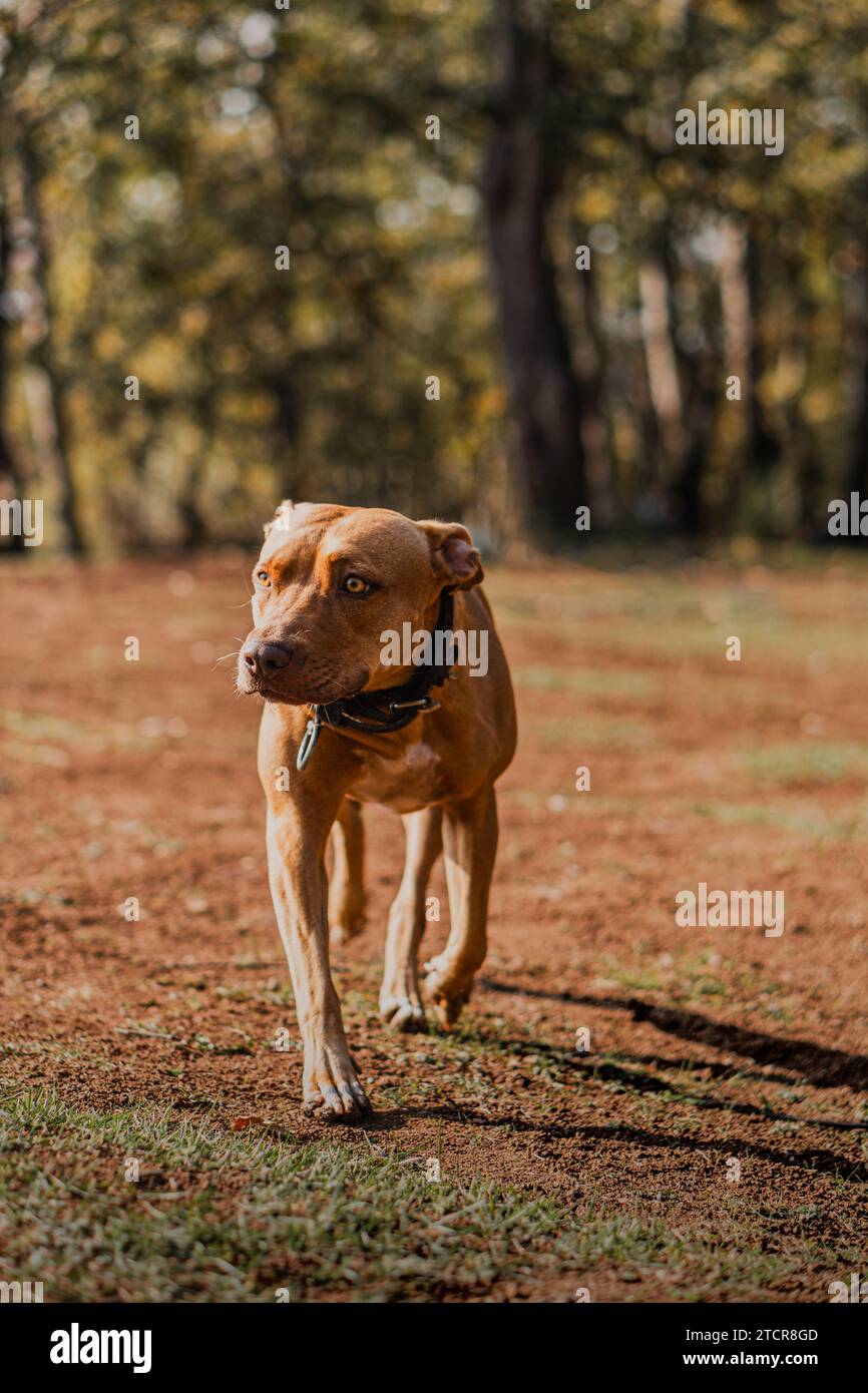 razza di cane pitbull Foto Stock
