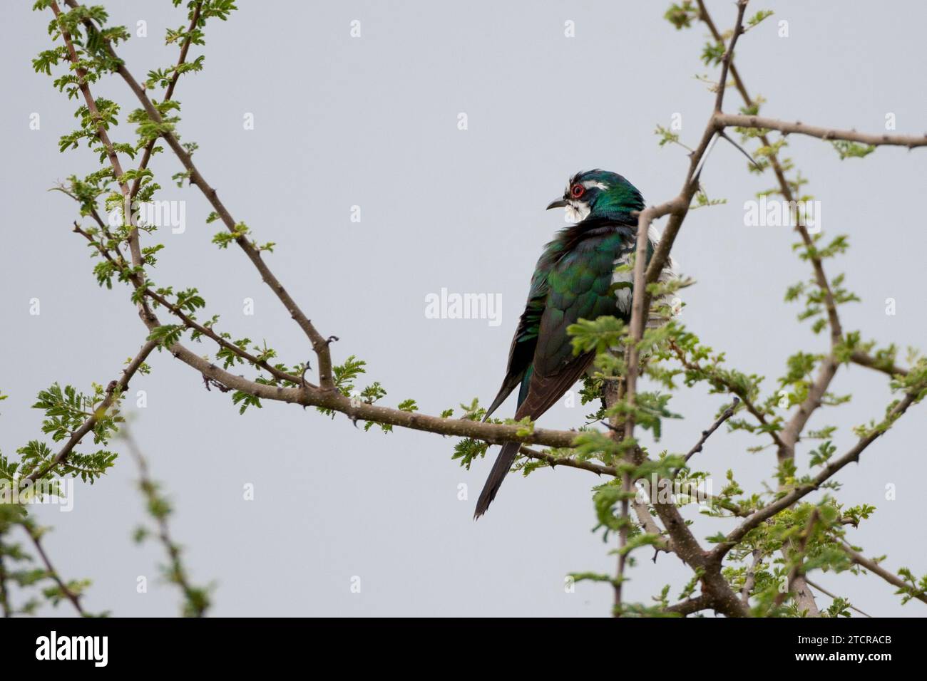 Diederik Cuckoo - Tarangiri Tanzania Foto Stock