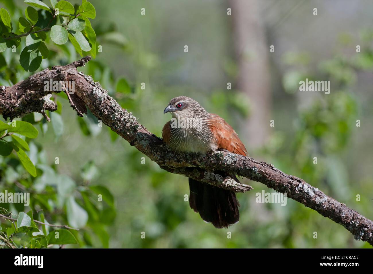 Coucal dal sopracciglio bianco - Tarangiri Tanzania Foto Stock