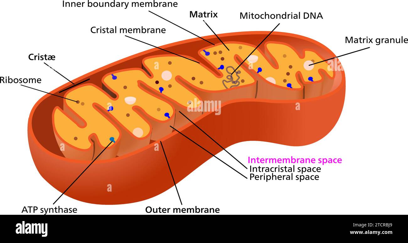 I mitocondri sono essenzialmente universali negli eucarioti.illustrazione vettoriale. Illustrazione Vettoriale