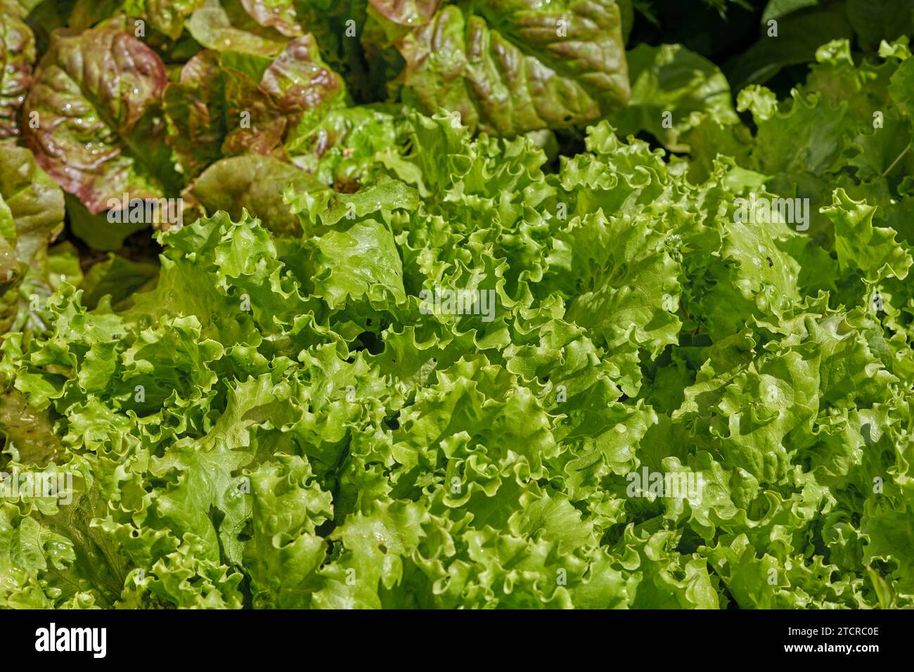 La lattuga verde cresce nel giardino biologico. Foto Stock