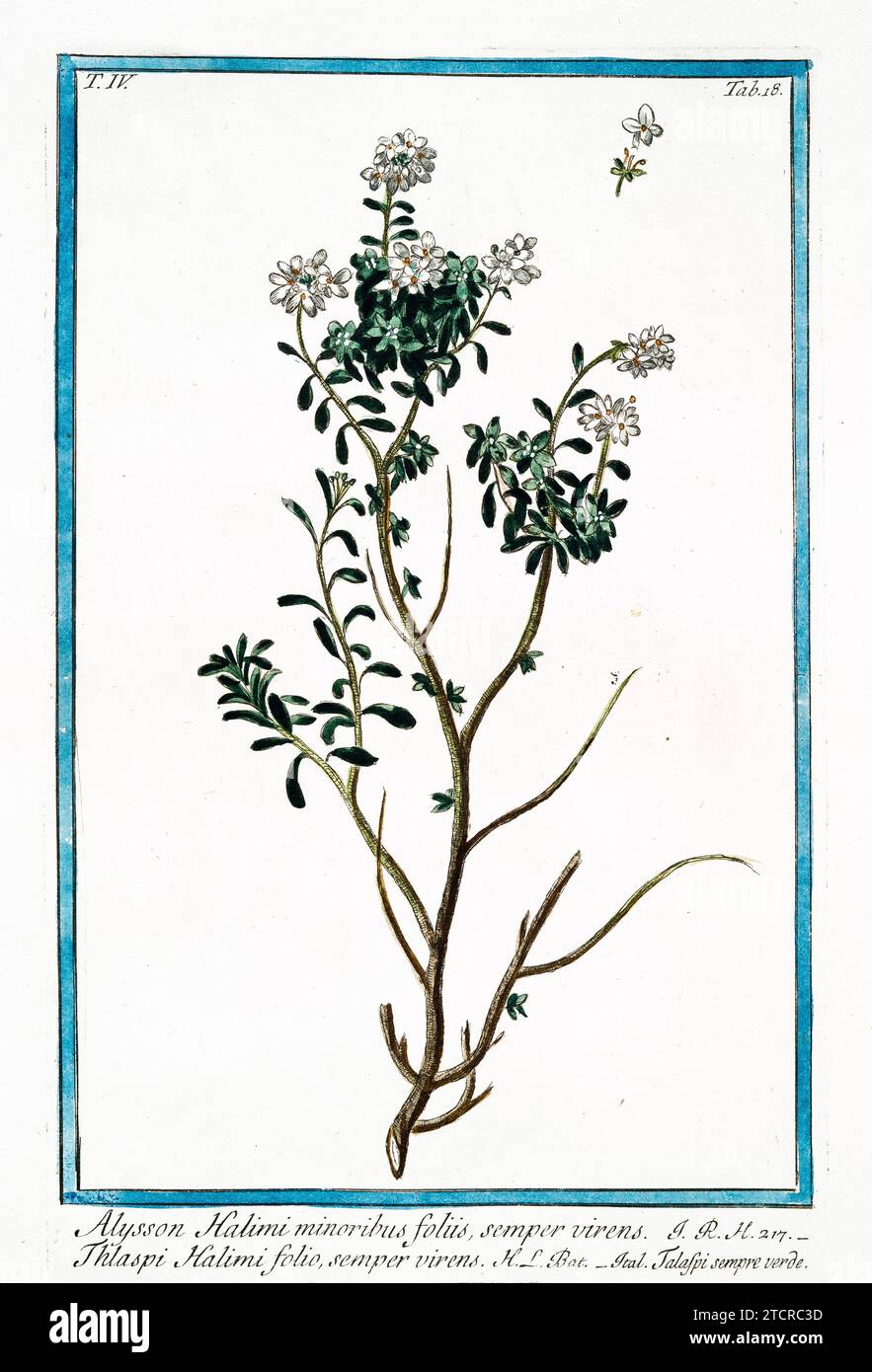 Vecchia illustrazione di Field Pennycress. Di G. Bonelli su Hortus Romanus, publ. N. Martelli, Roma, 1772 – 93 Foto Stock