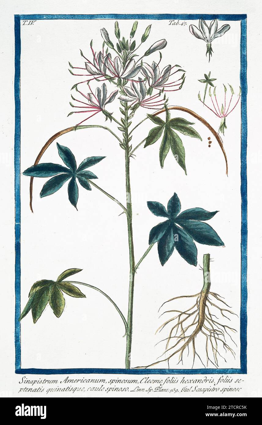 Vecchia illustrazione di Spider Flower. Di G. Bonelli su Hortus Romanus, publ. N. Martelli, Roma, 1772 – 93. Foto Stock