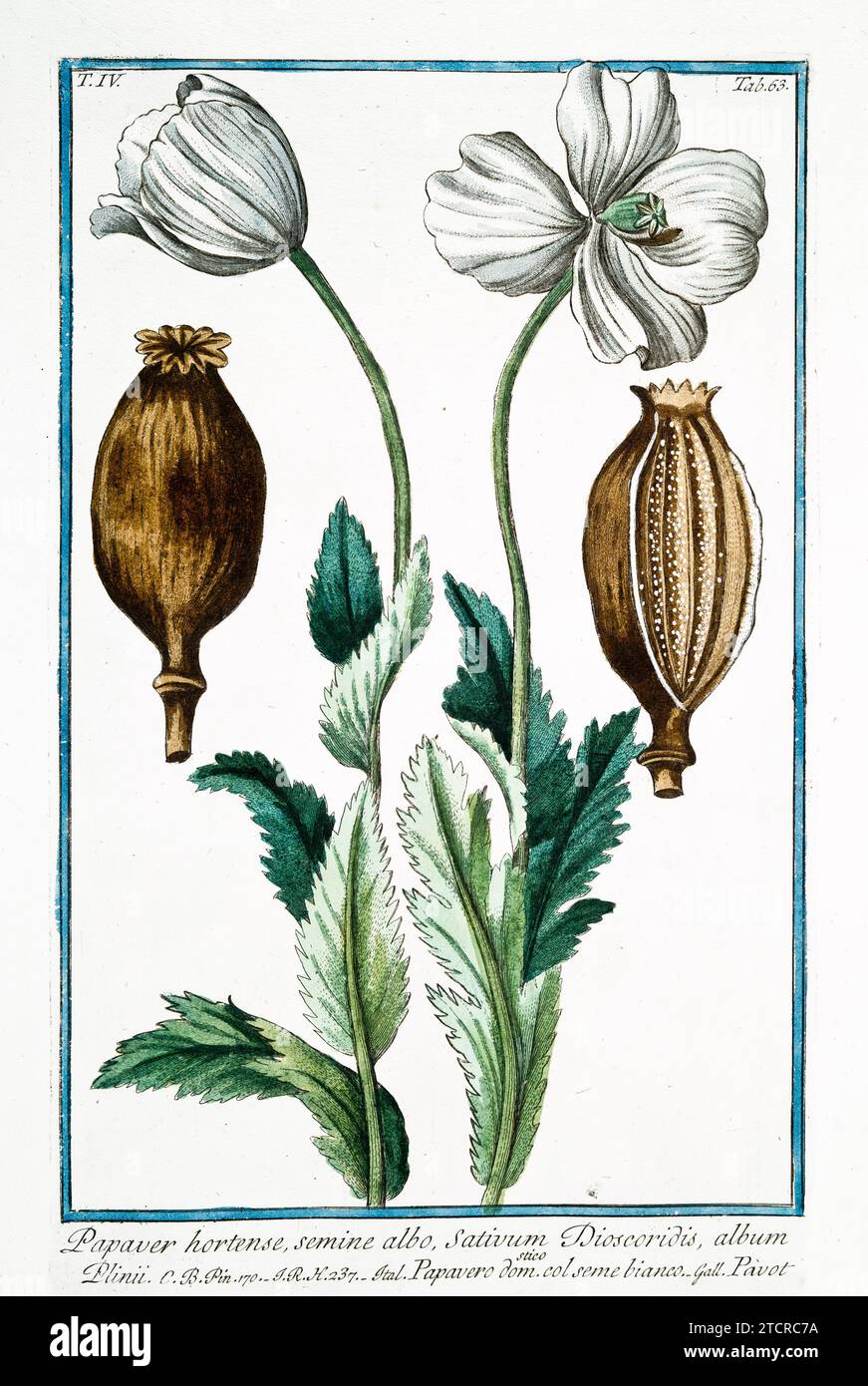Vecchia illustrazione di Opium Poppy. Di G. Bonelli su Hortus Romanus, publ. N. Martelli, Roma, 1772 – 93. Foto Stock