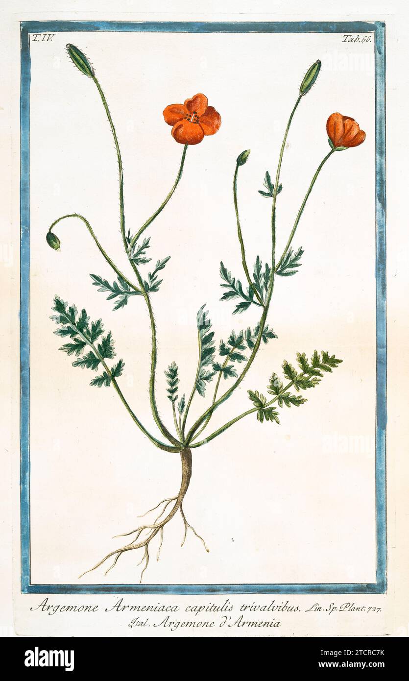 Vecchia illustrazione di Poppy armeno. Di G. Bonelli su Hortus Romanus, publ. N. Martelli, Roma, 1772 – 93 Foto Stock