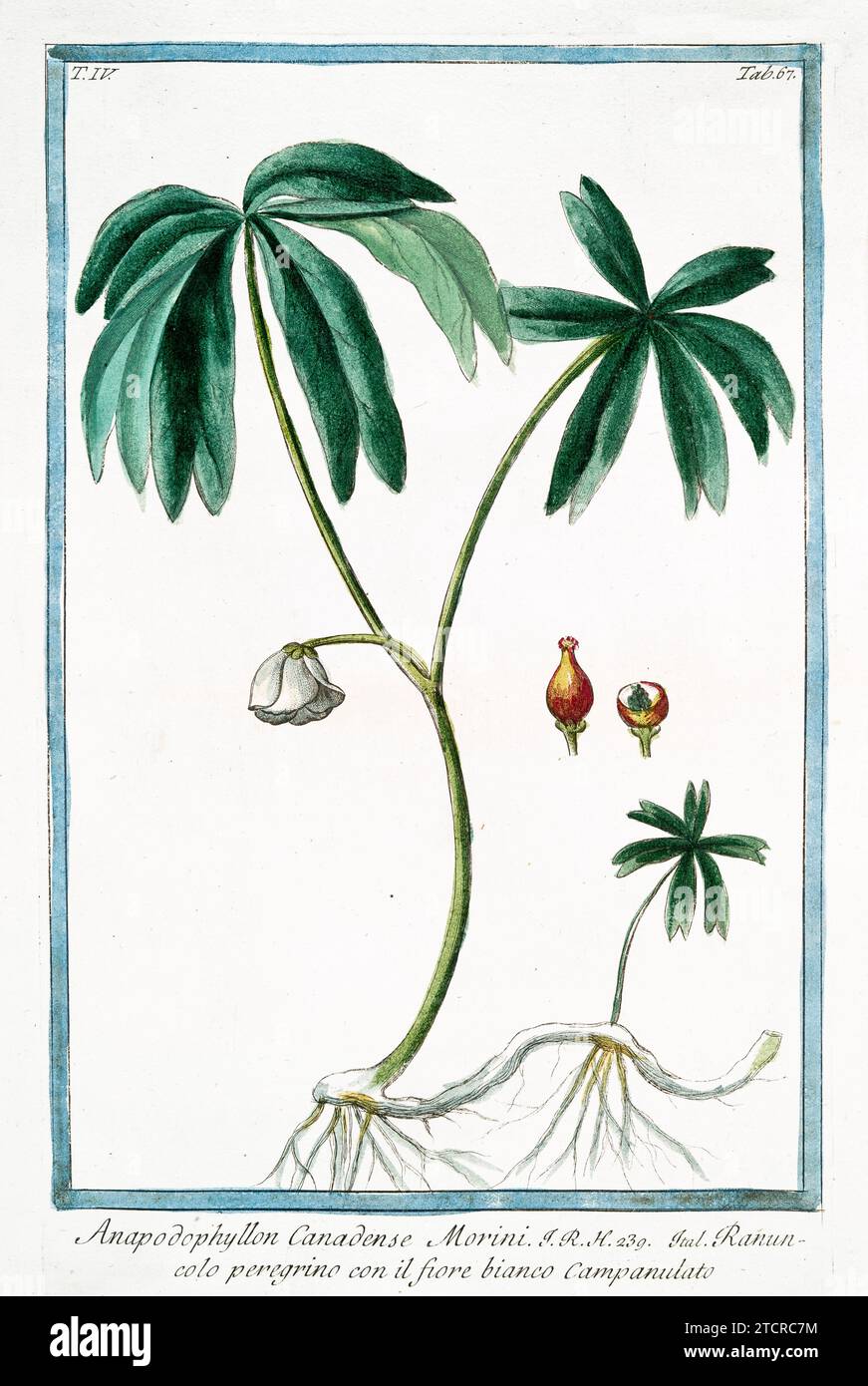 Vecchia illustrazione di Mayapple. Di G. Bonelli su Hortus Romanus, publ. N. Martelli, Roma, 1772 – 93 Foto Stock