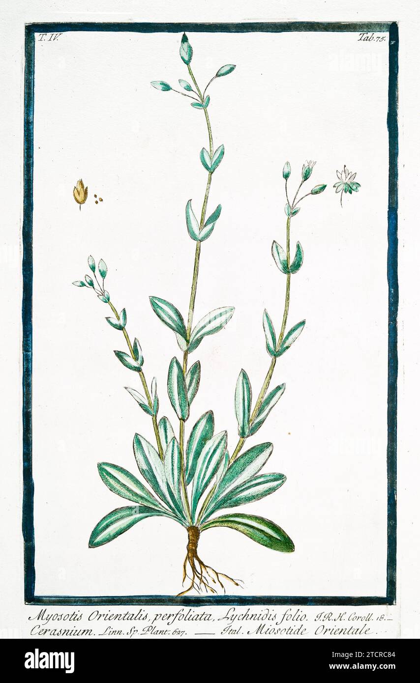 Vecchia illustrazione di non dimenticarmi. Di G. Bonelli su Hortus Romanus, publ. N. Martelli, Roma, 1772 – 93 Foto Stock