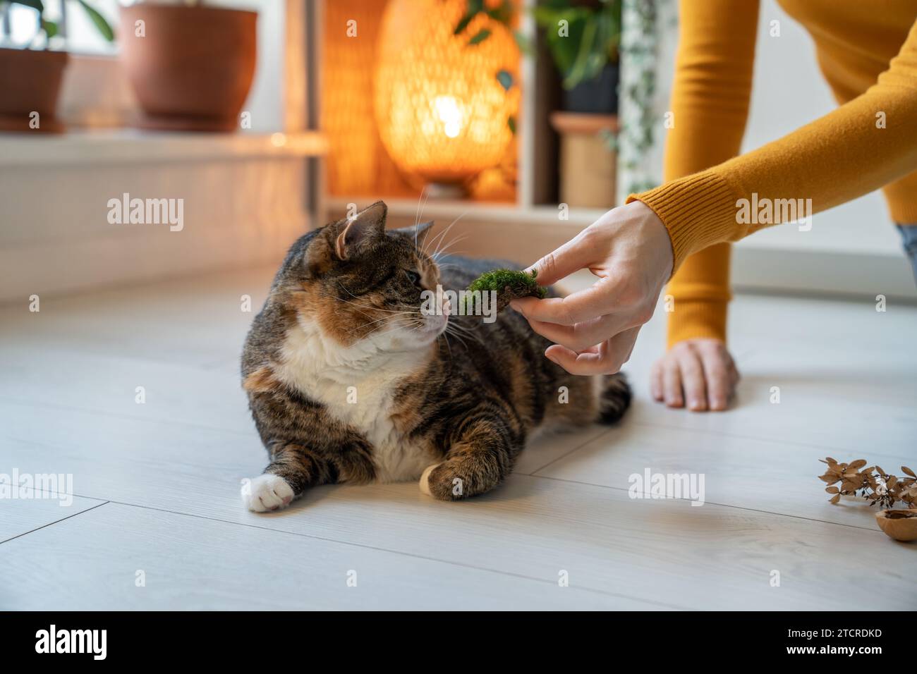 Amante degli animali domestici che propone muschio per odorare al gatto. Stimolazione delle funzioni cognitive degli animali domestici Foto Stock