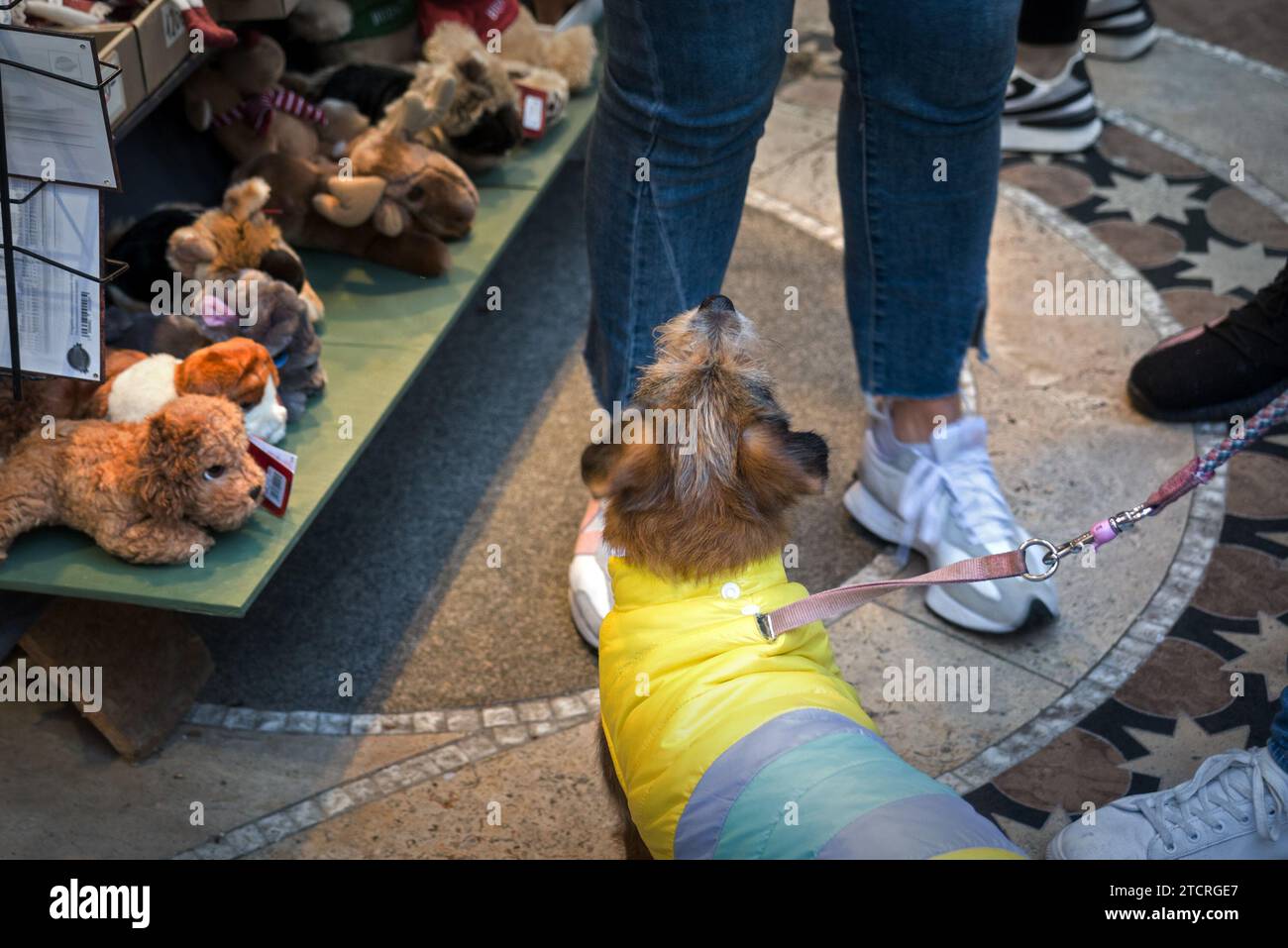 Cane a piedi umani guardando in alto, cani giocattolo di peluche su uno scaffale Foto Stock
