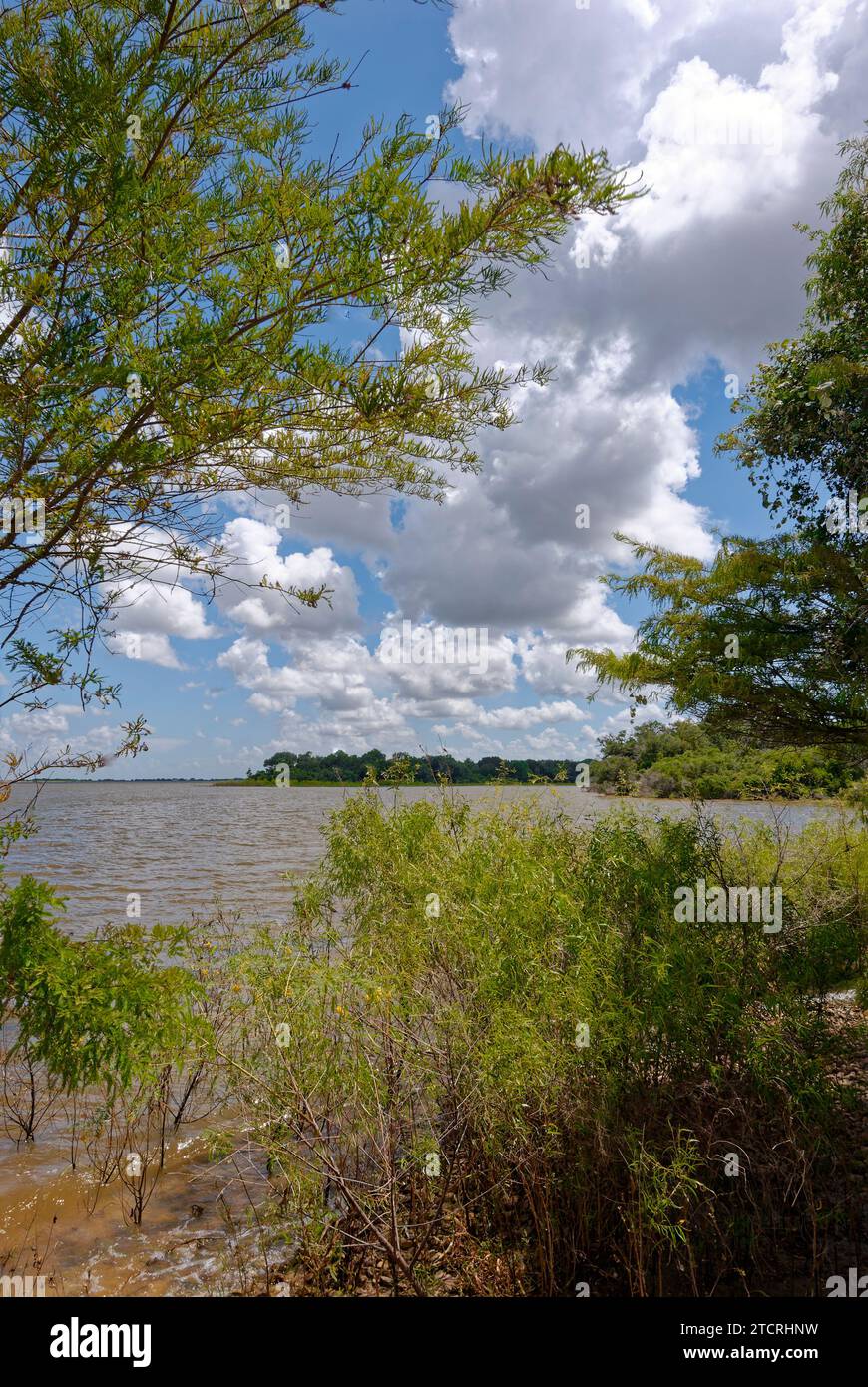Guardando attraverso il lago Texana attraverso i margini pesantemente vegetati, con un profondo cielo blu con nuvole bianche sparse sopra in agosto. Foto Stock