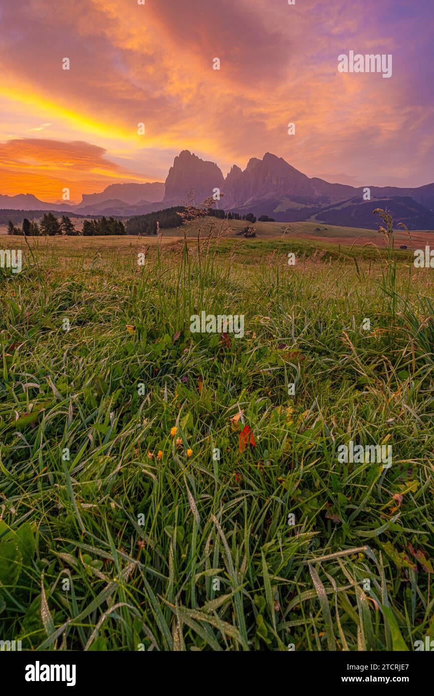 Alpe di Siusi, il più grande alpeggio d'Europa in alto Adige, Italia. Un paesaggio affascinante si sviluppa, dove le montagne si incontrano ondulate Foto Stock