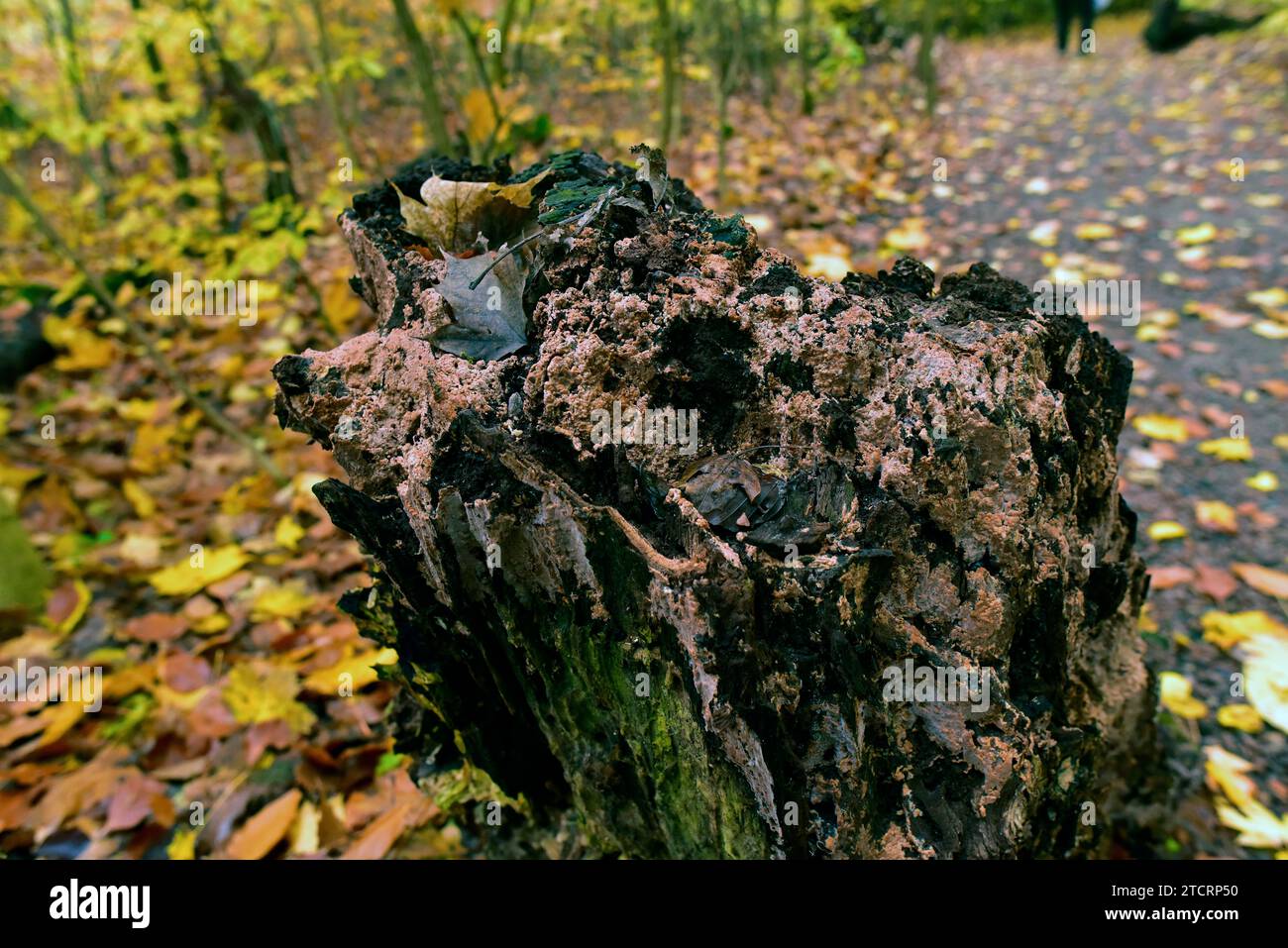 La foglia d'argento (Chondrostereum purpurpureum) è un fungo parassita. Questa foto è stata scattata nel Parco Nazionale di Dalby, Svezia. Foto Stock