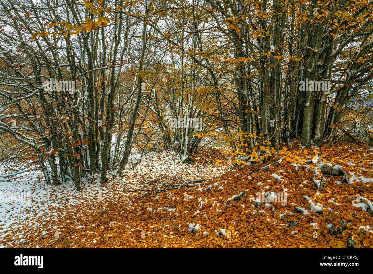 Dopo una nevicata, il vento freddo fece cadere le foglie rossastre dai faggi. Abruzzo, Italia, Europa Foto Stock