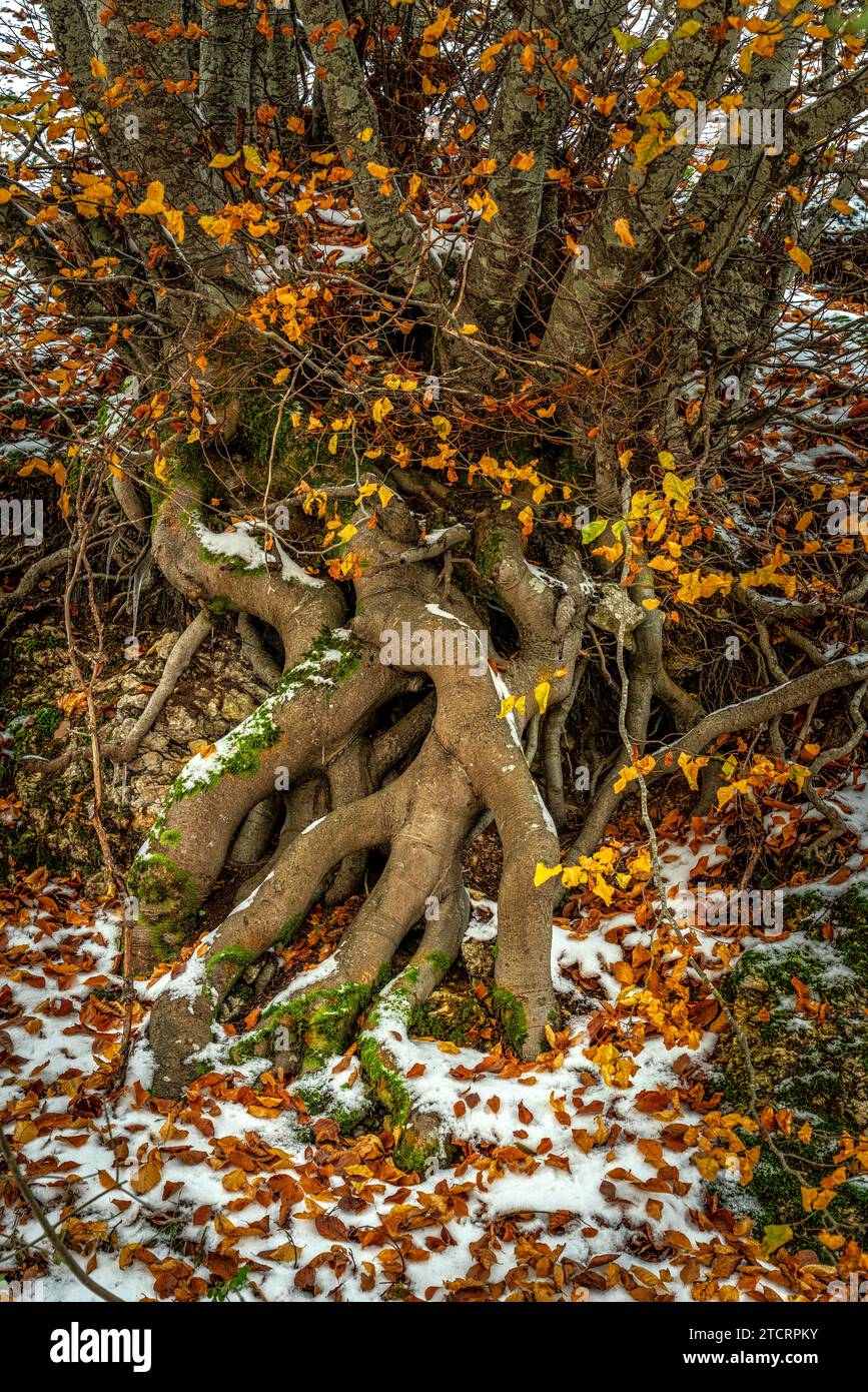 Radici del grande vecchio faggio con foglie cadute dopo una nevicata. Contrasto dei colori delle foglie rosse sulla neve bianca. Abruzzo, Italia, Europa Foto Stock