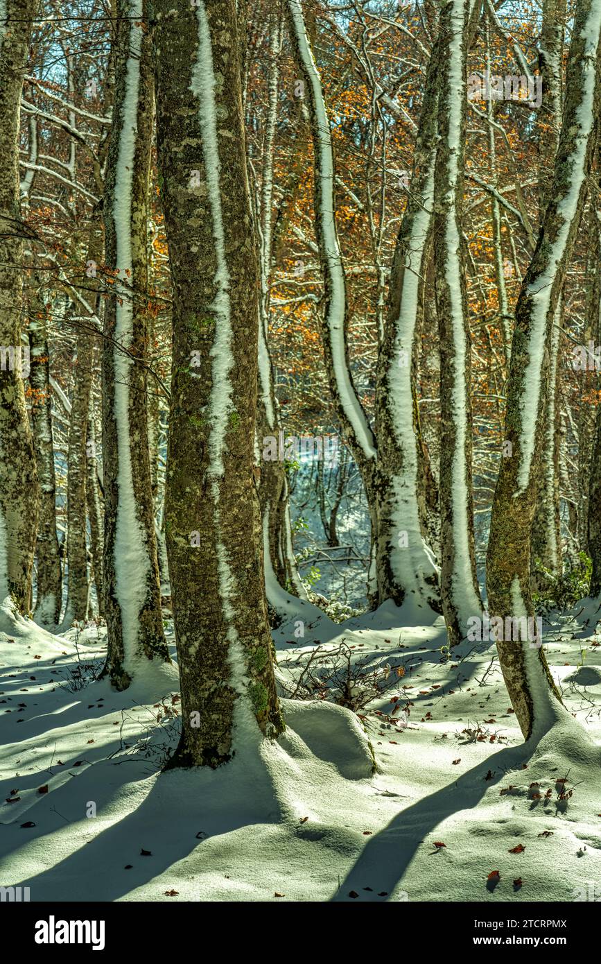 In una faggeta il vento ha spazzato via la neve, lasciando una sottile striscia sui tronchi. Abruzzo, Italia, Europa Foto Stock