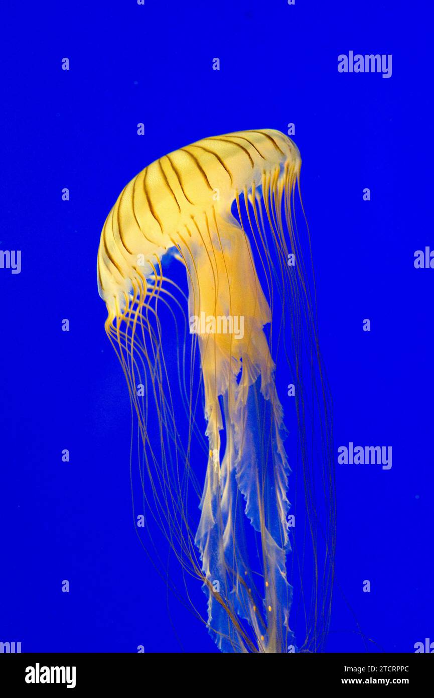 Meduse brune o ortica del mare del nord (melanaster di Chrysaora). Foto Stock