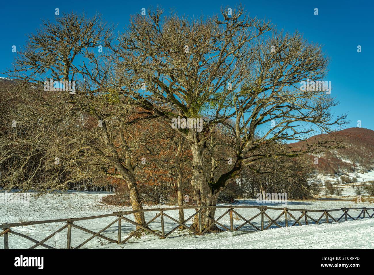 Un albero di pera, Pyrus cordata Desv, di interesse monumentale nel Parco Nazionale della Maiella. Paesaggio con neve. Abruzzo, Italia, Europa Foto Stock