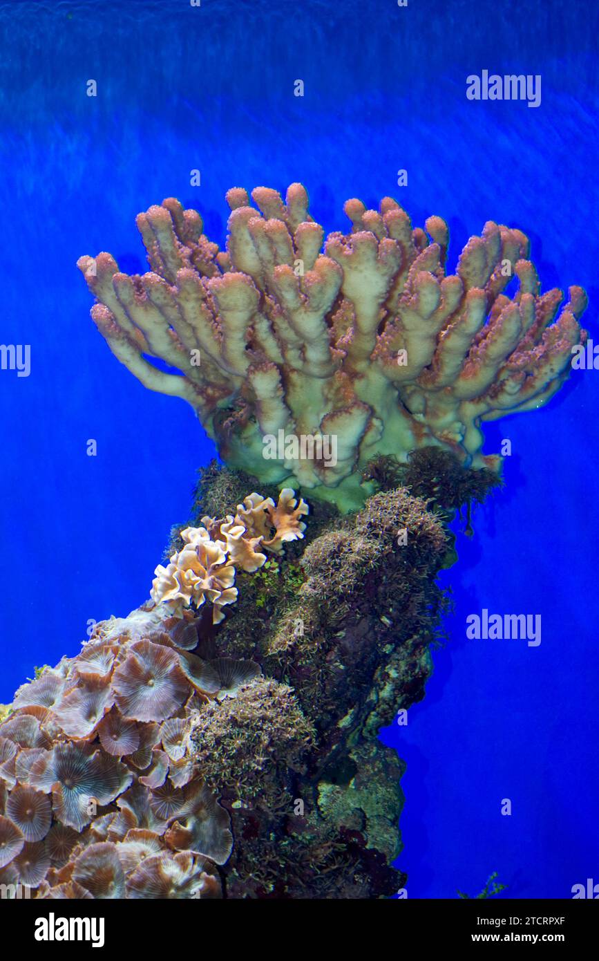 Cavolfiore corallo (Pocillopora sp.) è un genere di coralli sassosi. Foto Stock