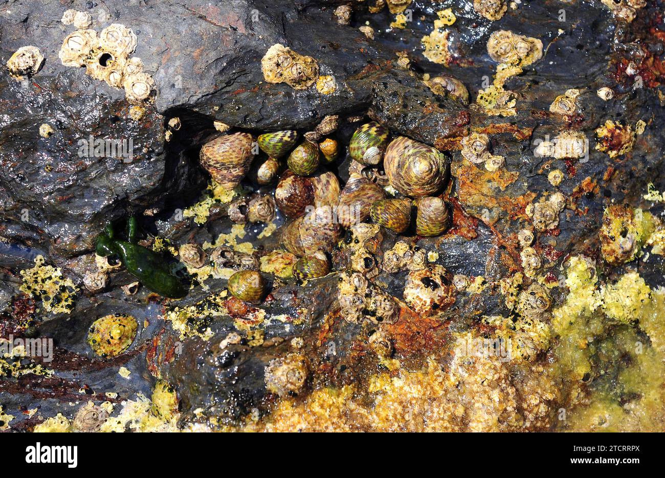 Il guscio superiore rivestito (Phorcus lineatus o Monodonta lineata) è un mollusco gasteropode marino. Questa foto è stata scattata a Cap Ras, provincia di Girona, Catalogna, SP Foto Stock