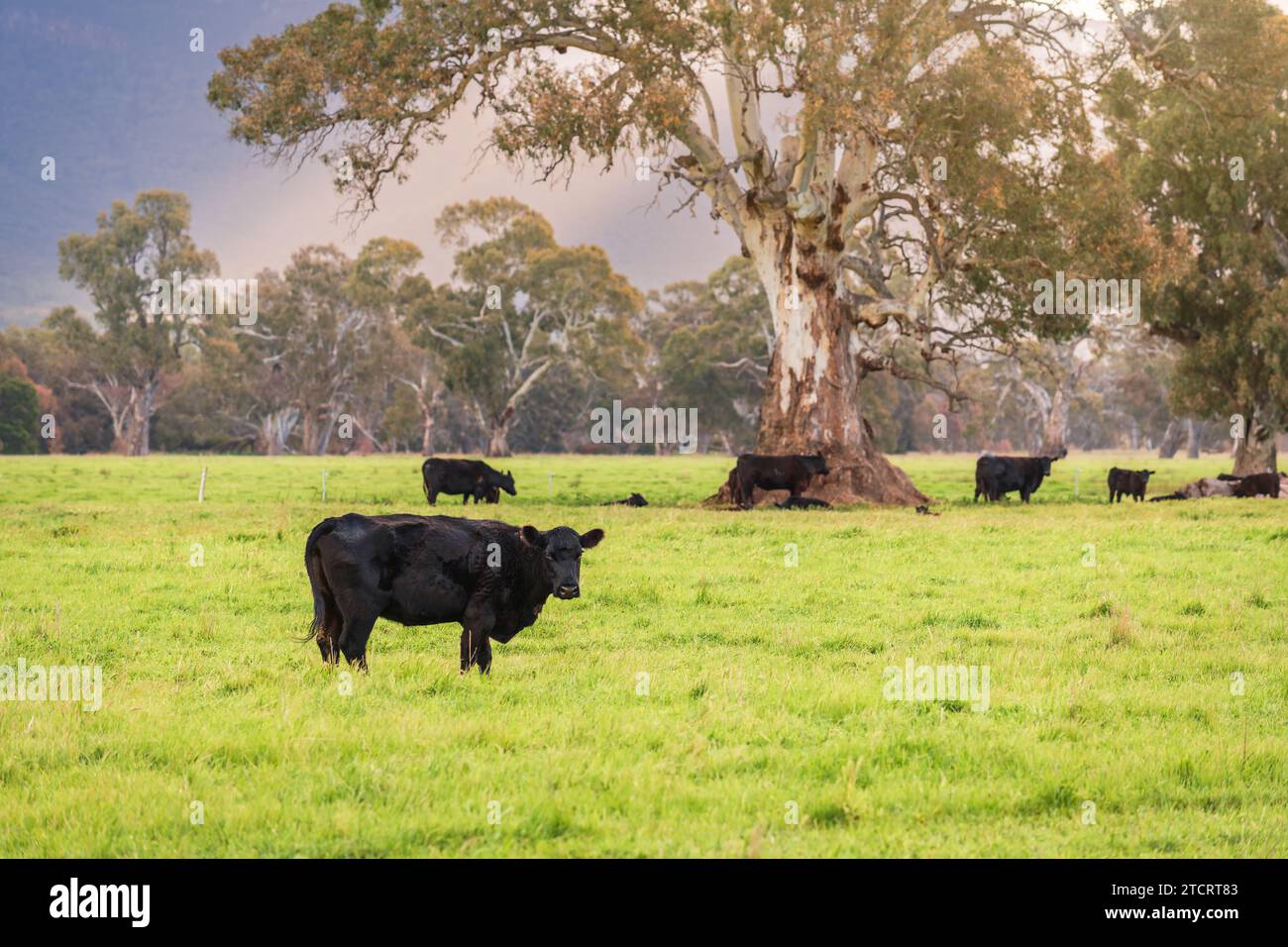 Mucche che pascolano in un caseificio nella campagna di Victoria al tramonto dopo la pioggia, in Australia Foto Stock