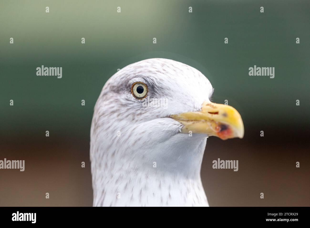 primo piano di una testa di gabbiano dell'aringa Foto Stock