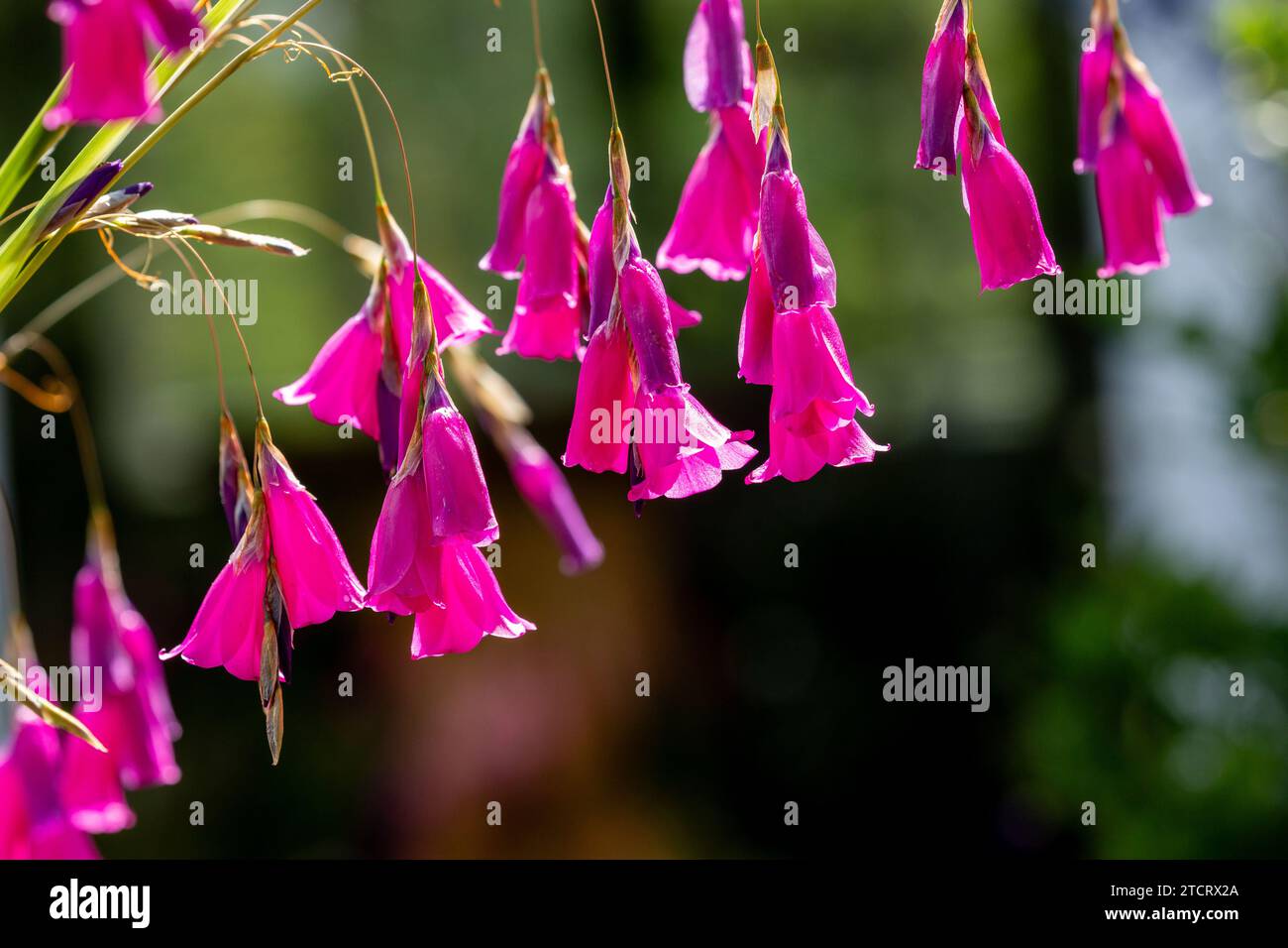 In prossimità delle teste dei fiori degli angeli Canna da pesca o Wandflower Foto Stock