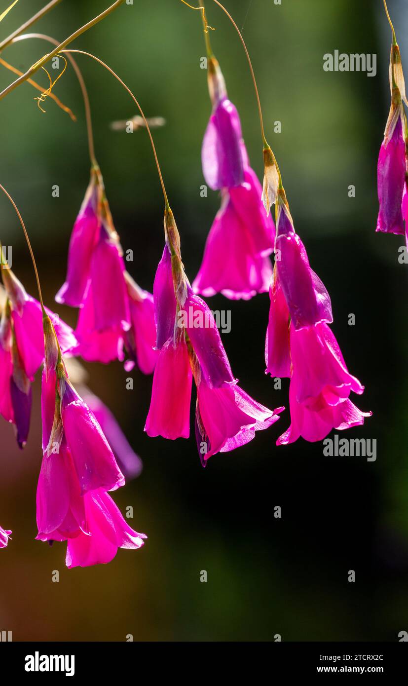 In prossimità delle teste dei fiori degli angeli Canna da pesca o Wandflower Foto Stock