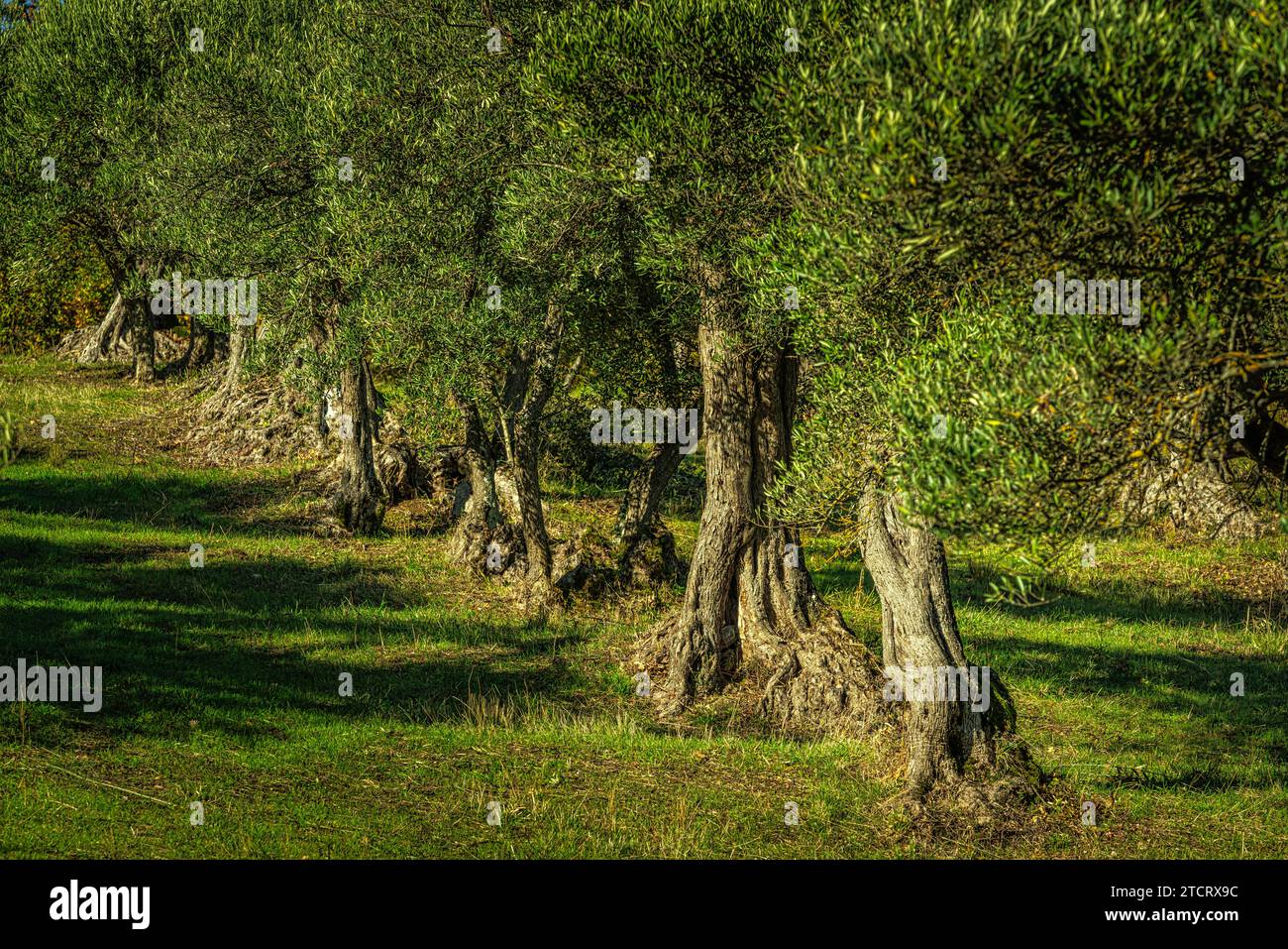 Oliveto nella campagna abruzzese illuminato dalla luce invernale. Abruzzo, Italia, europa Foto Stock