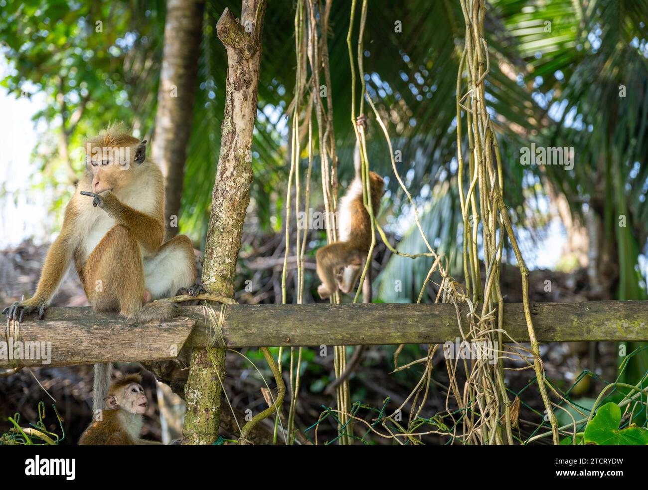 Mirissa, Sri Lanka - 13 dicembre 2023: Famiglia di scimmie Toque-Makak Macaca sinica su un tronco d'albero in Sri Lanka. Scimmia del vecchio mondo in ambiente naturale *** Affenfamilie Toque-Makak Macaca sinica auf einem Baumstamm in Sri Lanka. Altweltaffe a natürlicher Umgebung Foto Stock