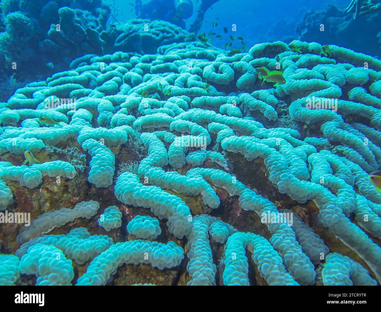 Plerogyra sinuosa Blasenkoralle, Unterwasser-foto, Tauchplatz The Caves, Dahab, Golf von Akaba, Rotes Meer, Sinai, Ägypten *** Plerogyra sinuosa Bubble Coral, foto subacquea, sito di immersione The Caves, Dahab, Golfo di Aqaba, Mar Rosso, Sinai, Egitto Foto Stock