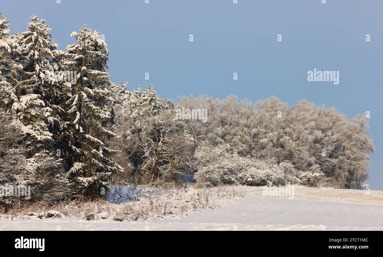 Winter, Baum, Bayern, Oberpfalz, Winterbaum, Schnee, Eis, Winterlandschaft, Schneelandschaft a Sulzbach Rosenberg bei Amberg Foto Stock