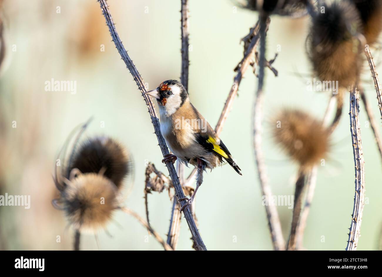 Goldfinch sulle teste dei cavalletti invernali Foto Stock