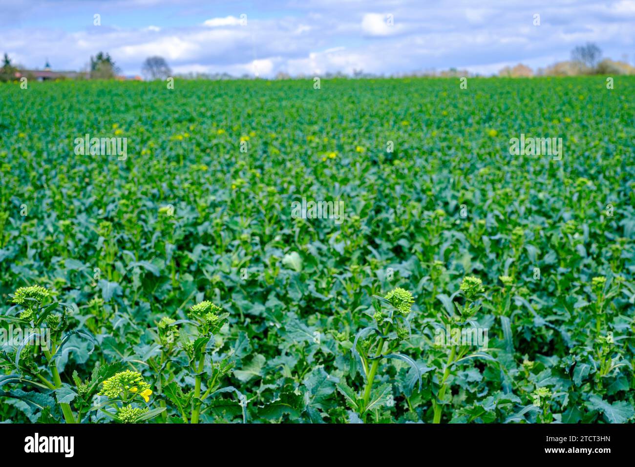 Rapsfeld im Frühjahr in einer ländlichen Umgebung bei Talheim, Lauterach, Munderkingen, Schwäbische Alb, Baden-Württemberg, Deutschland. Foto Stock