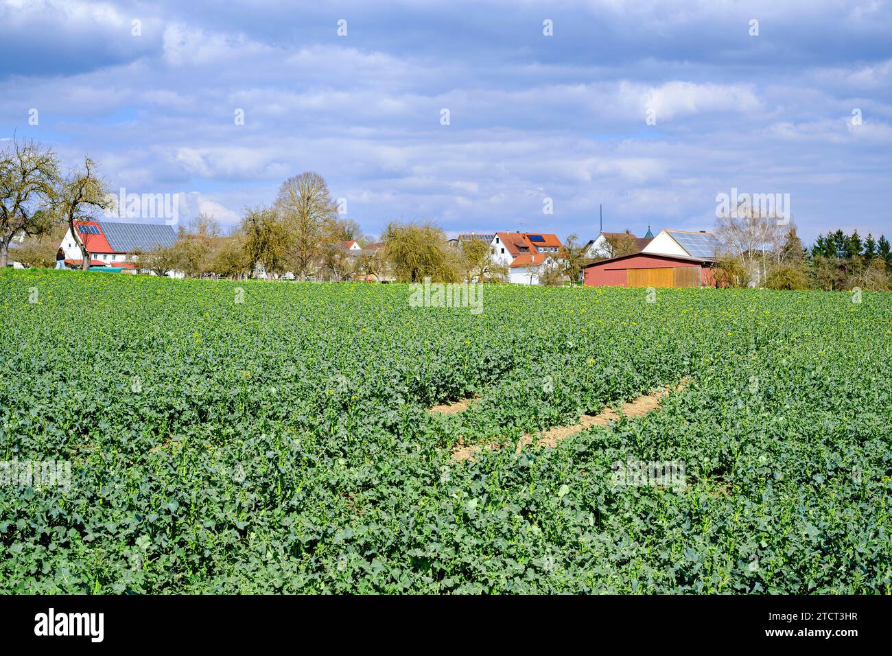Rapsfeld im Frühjahr in einer ländlichen Umgebung bei Talheim, Lauterach, Munderkingen, Schwäbische Alb, Baden-Württemberg, Deutschland. Foto Stock