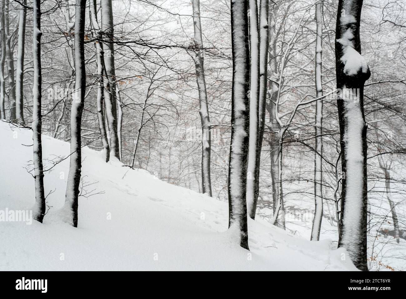 Neve fresca caduta su una foresta Foto Stock