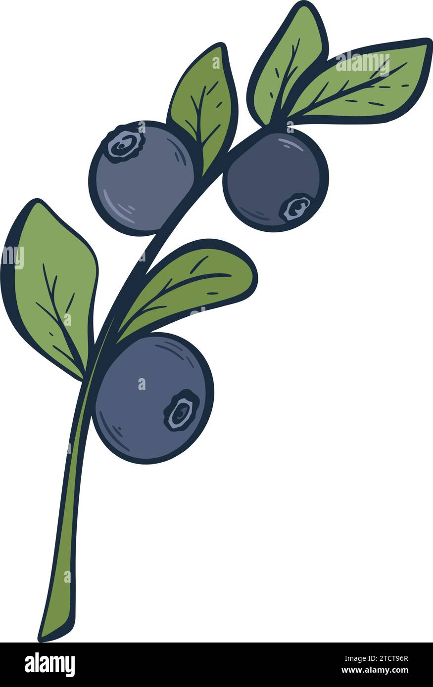 Ramoscello con clip art di mirtilli. Schizzo a colori con inchiostro di bacche di foresta selvatiche. Bacche sul ramo con illustrazione vettoriale isolata delle foglie Illustrazione Vettoriale