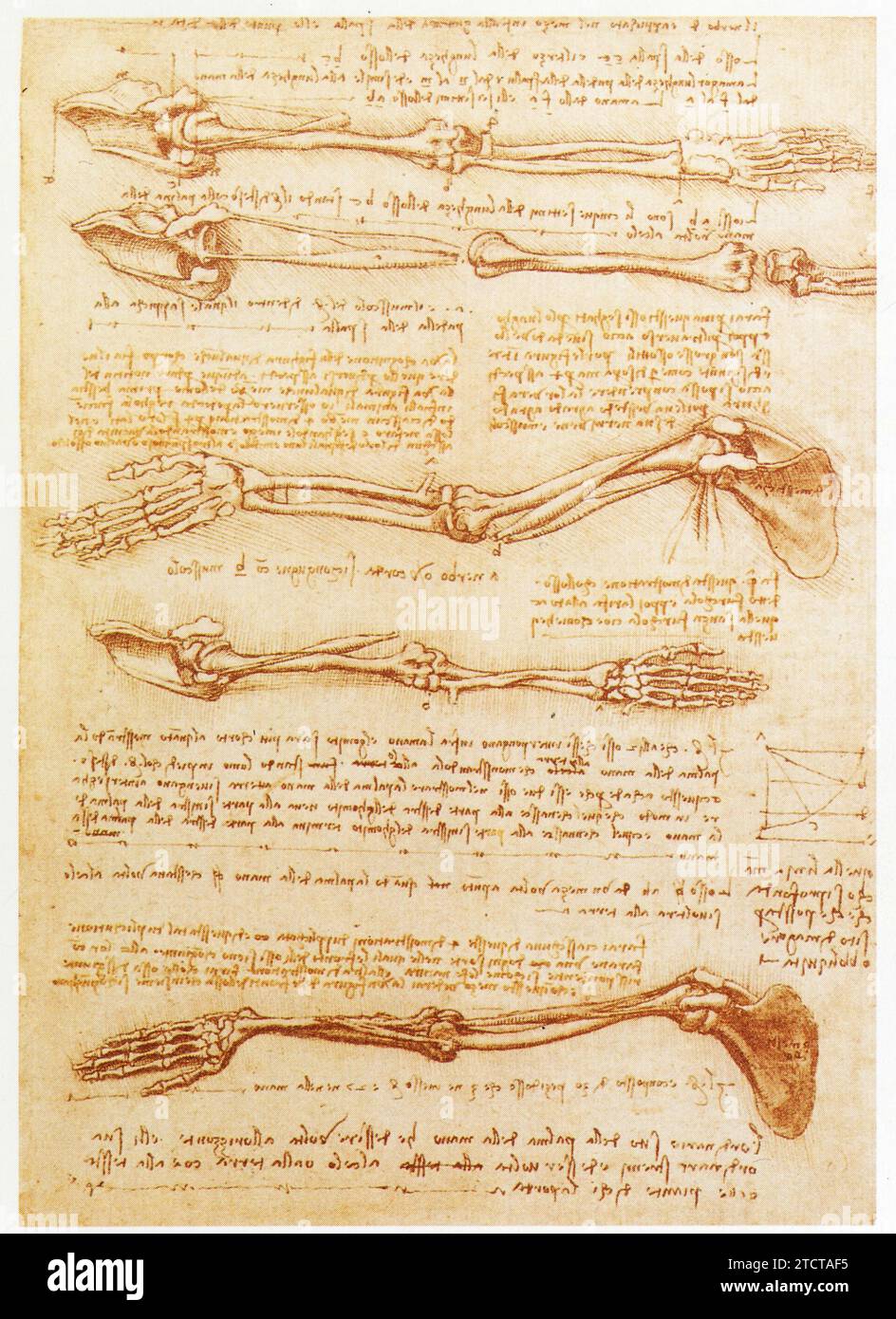 Leonardo da Vinci.1452-1519.articolations du membre supérieur. Foto Stock