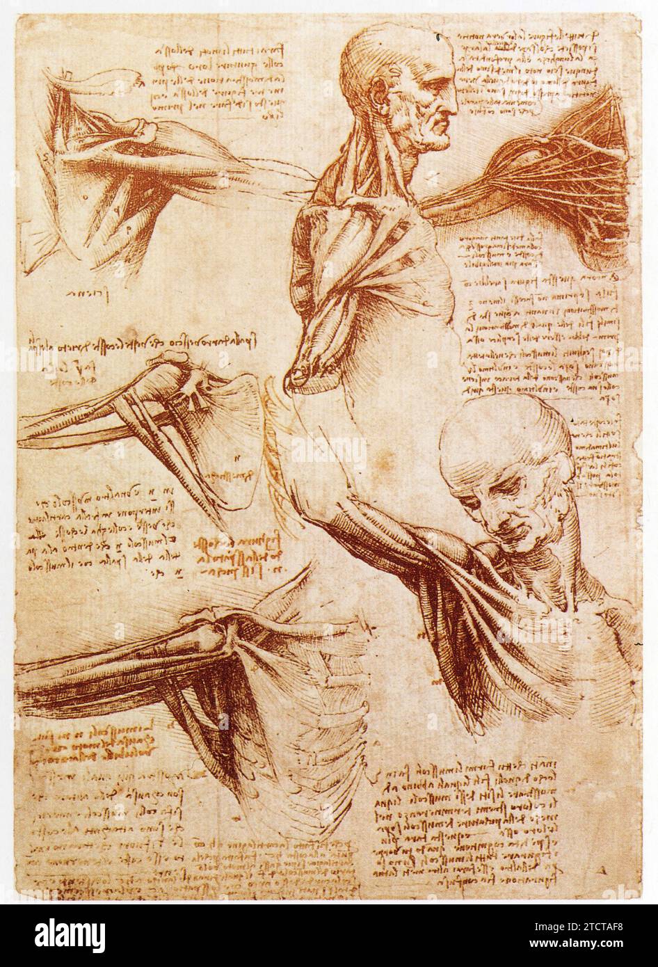 Leonardo da Vinci.1452-1519.articolations du membre supérieur. Foto Stock