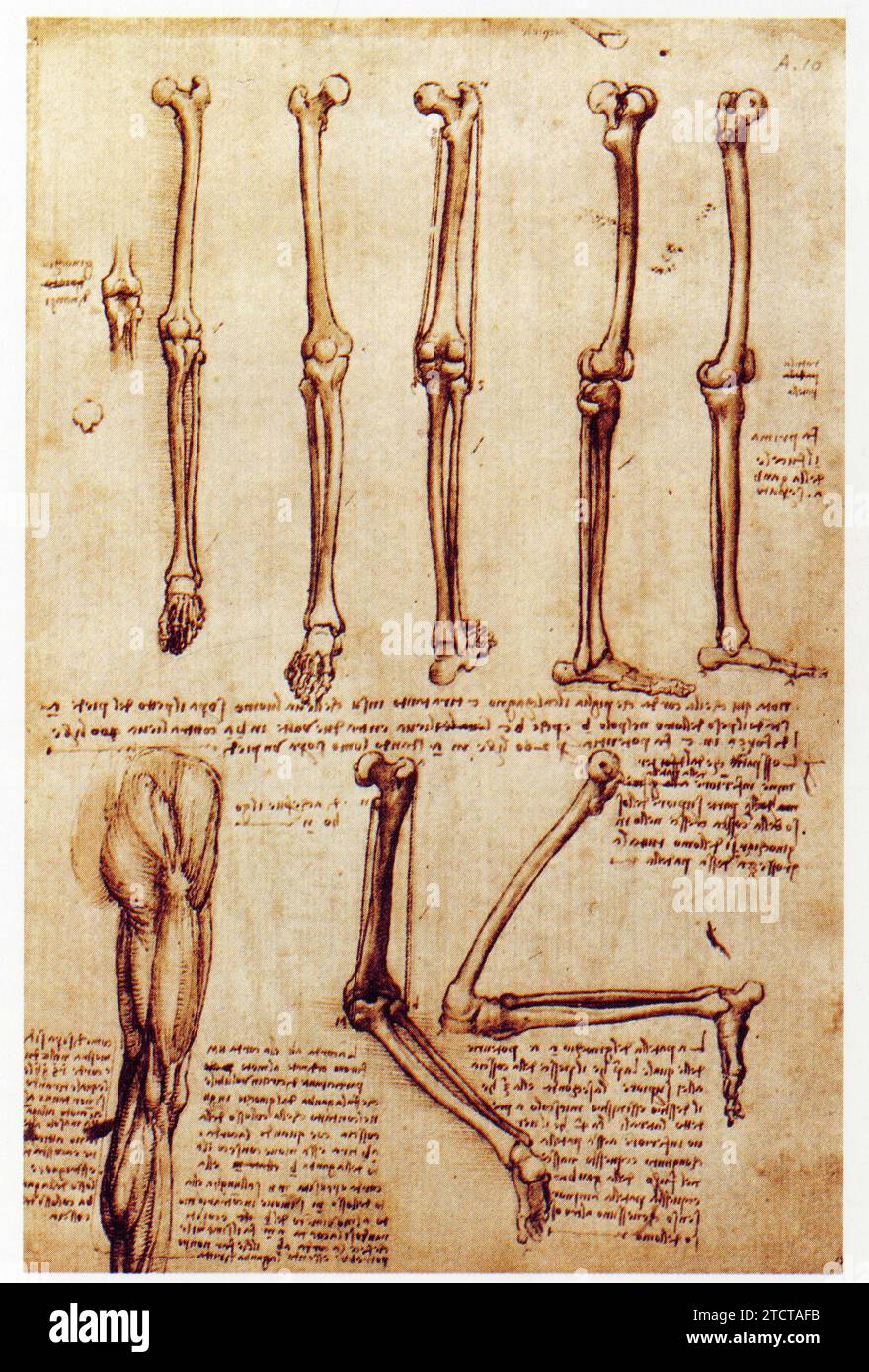 Leonardo da Vinci.1452-1519.articolations du membre inférieur. Foto Stock