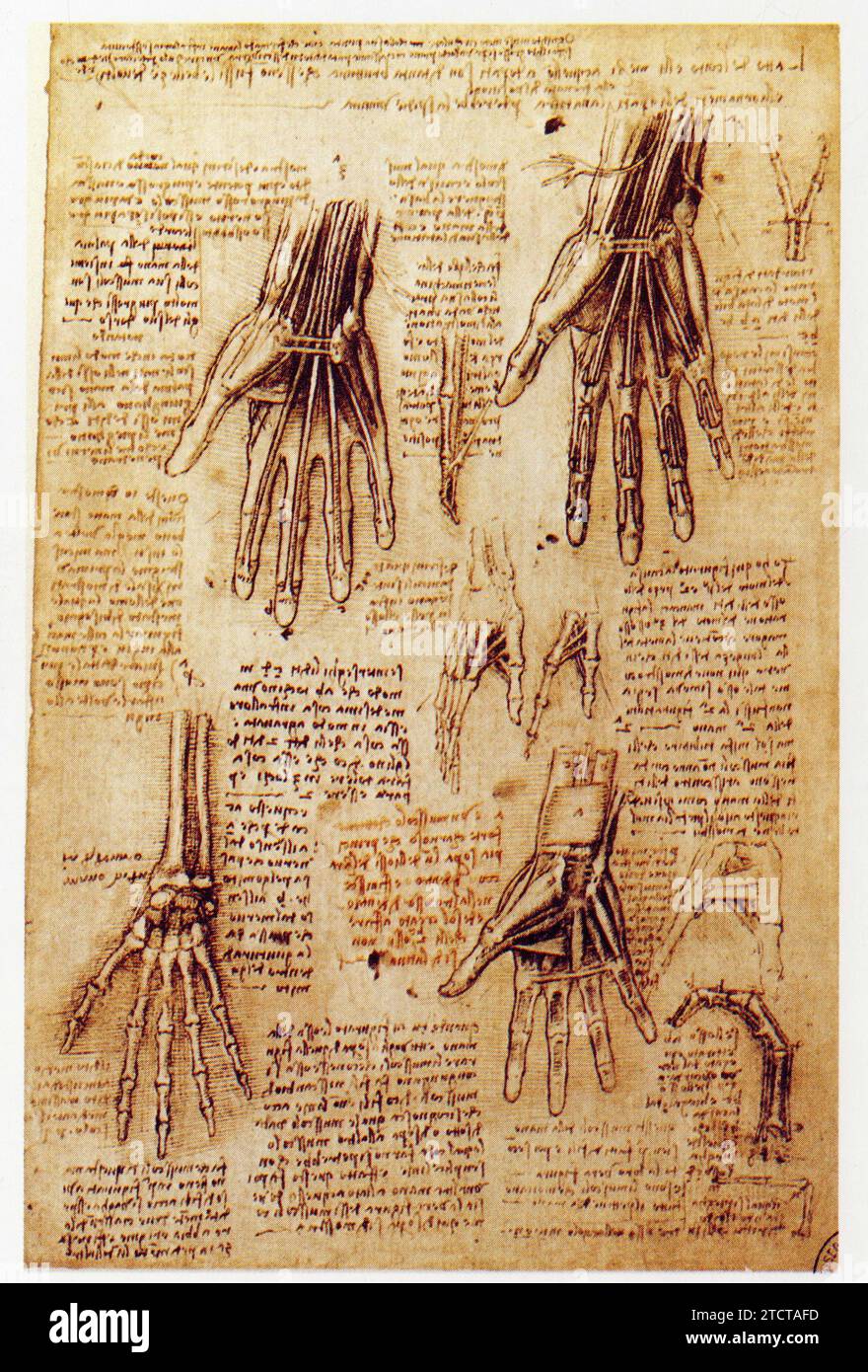 Leonardo da Vinci.1452-1519.étude anatomique de la main. Foto Stock