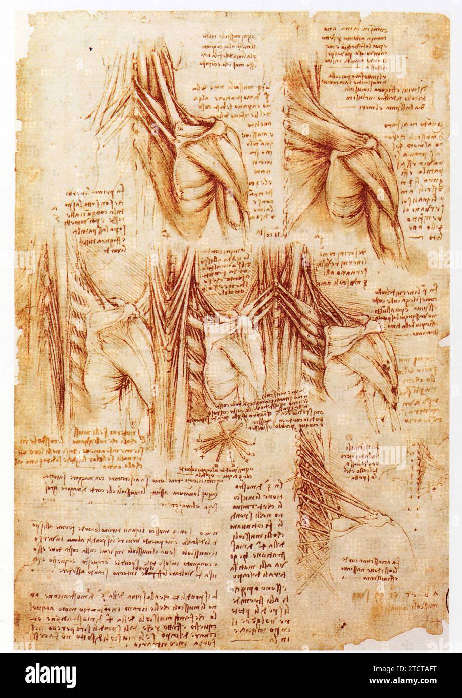 Leonardo da Vinci.1452-1519.muscols du dos et de la colonne verticale. Foto Stock
